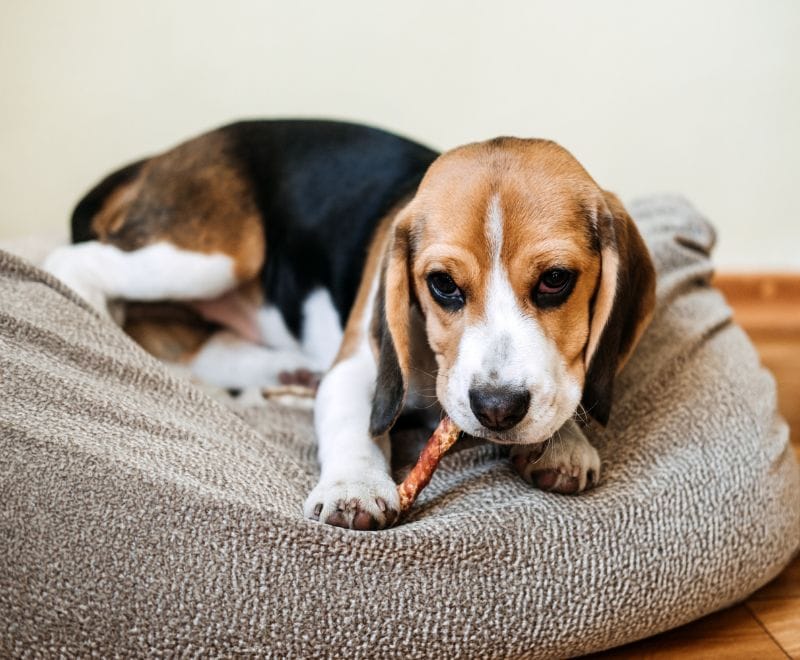 Beagle chewing a natural beef treat